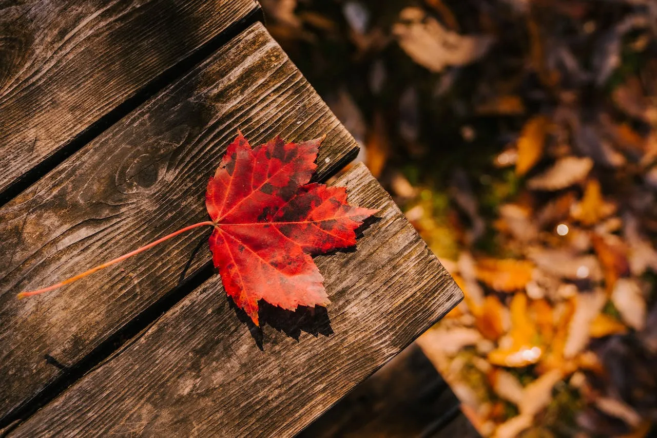 A red maple leaf on a wooden bench