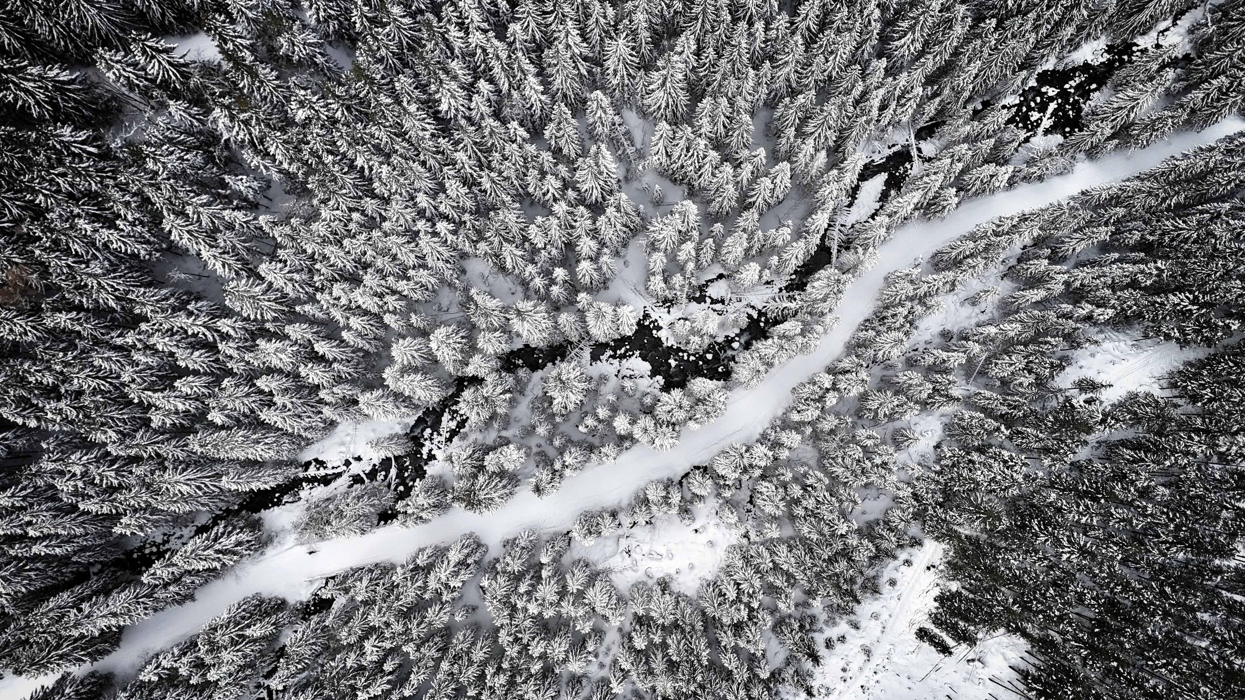 An overview of a snowy forest