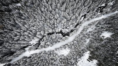 An overview of a snowy forest
